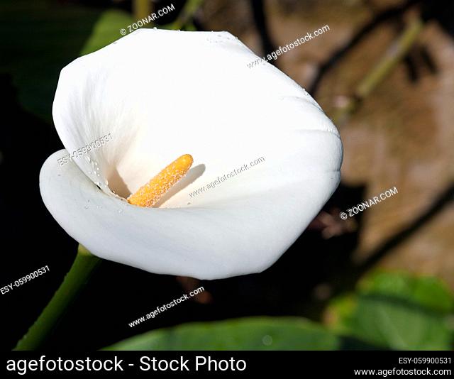 weisse Blüte einer Calla palustris