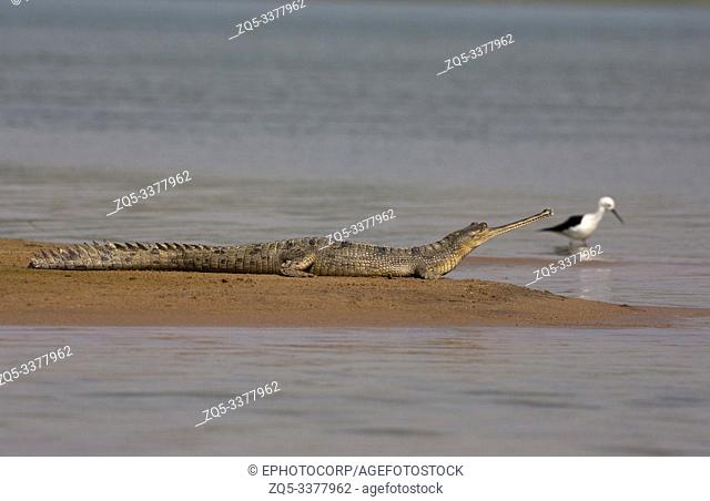 Gharial, Gavialis gangeticus basking on the banks of Chambal river in Rajasthan, India
