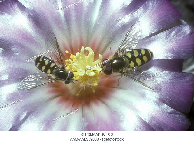 Hoverflies (Syrphus luniger) Family: Syrphidae on Cactus Flower, England