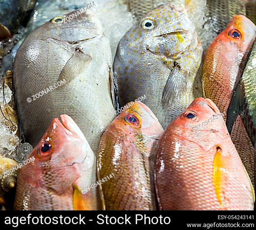 fresh fish on street market, background Sea food