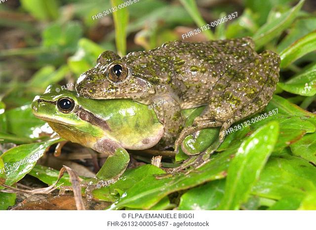 Common Parsley Frog Pelodytes punctatus and Stripeless Treefrog Hyla meridionalis two adult males, in amplexus, Italy