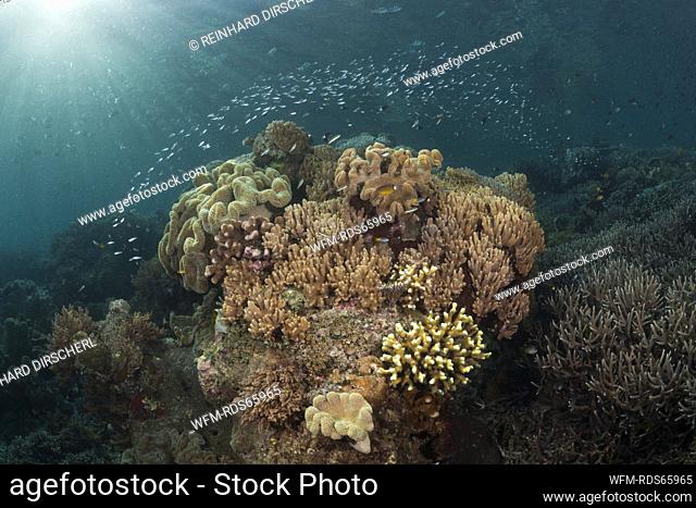 Coral Reef of Leather Corals, Raja Ampat, West Papua, Indonesia