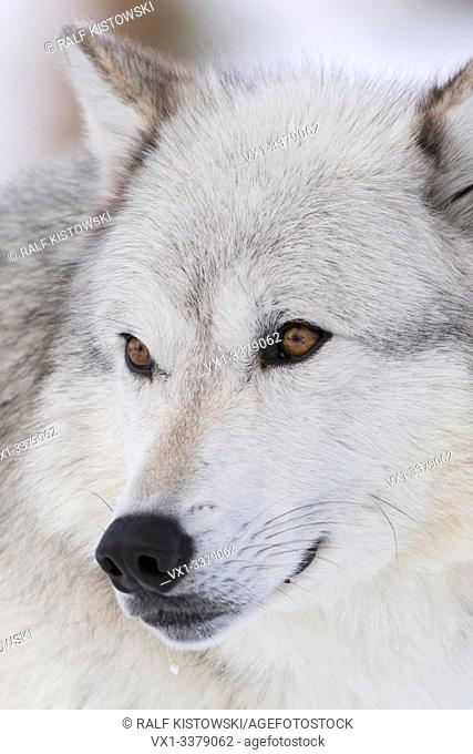 Gray Wolf / Grauwolf (Canis lupus) in winter, dateilled close-up, headshot, beautiful amber coloured eyes, captive, Yellowstone area, Wyoming, USA