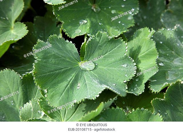 Rain drops on green coloured Ladys Mantle leaves Alchemilla Mollis