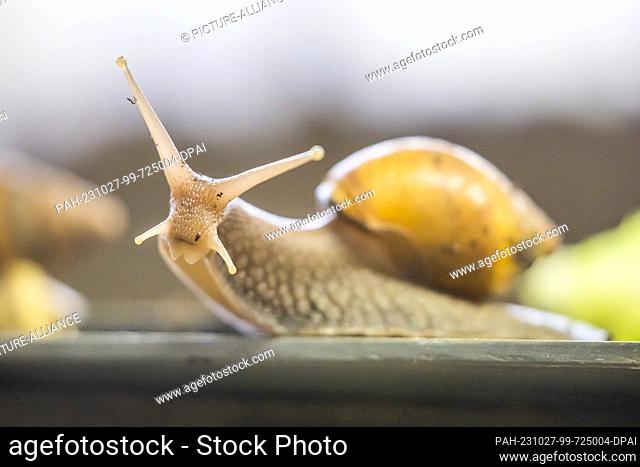 PRODUCTION - 27 October 2023, Berlin: A Great Agate Snail (Lissachatina fulica) crawls in the breeding area of the Aquarium Berlin