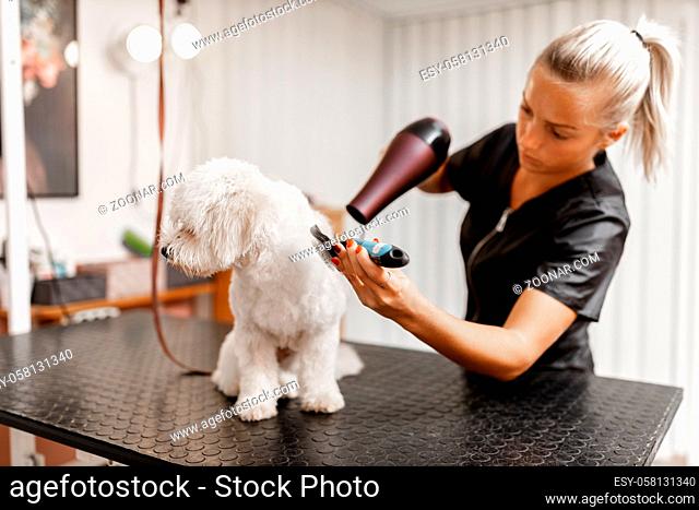 White Bichon breed dog at the pet beautician. Adorable puppy sitting on the veterinary table. Professionist blonde pet cosmetician dry and combs little young...