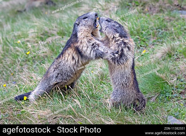 Murmeltiere (Marmota marmota), Franz-Josefs-Höhe, Nationalpark Hohe Tauern, Kärnten, Österreich, Europa / Playing/fighting alpine marmots (Marmota marmota)