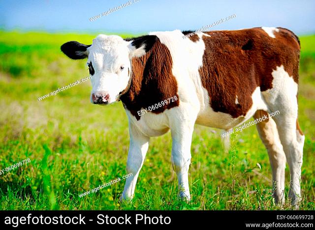 A young beautiful bull grazing on a green meadow on a bright Sunny day. Breeding cattle on the farm. Rural scene with an animal