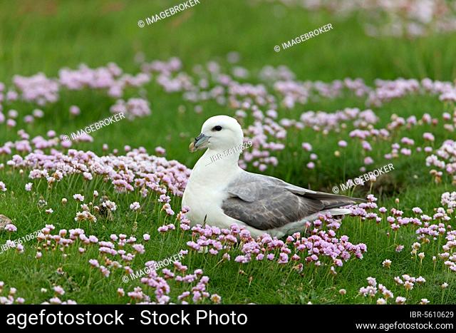 Northern Fulmar (Fulmarus glacialis) adult, sitting amongst flowering Thrift (Armeria maritima), Shetland Islands, Scotland, United Kingdom, Europe
