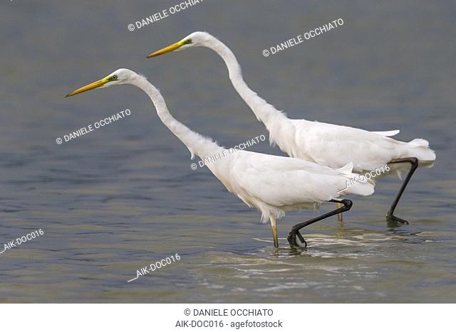 Two Great Egrets (Ardea alba) walking and hunting in shallow water
