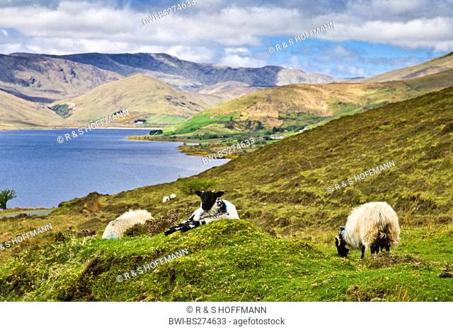 domestic sheep Ovis ammon f. aries, sheep resting on the Sky Drive, Ireland, Galway