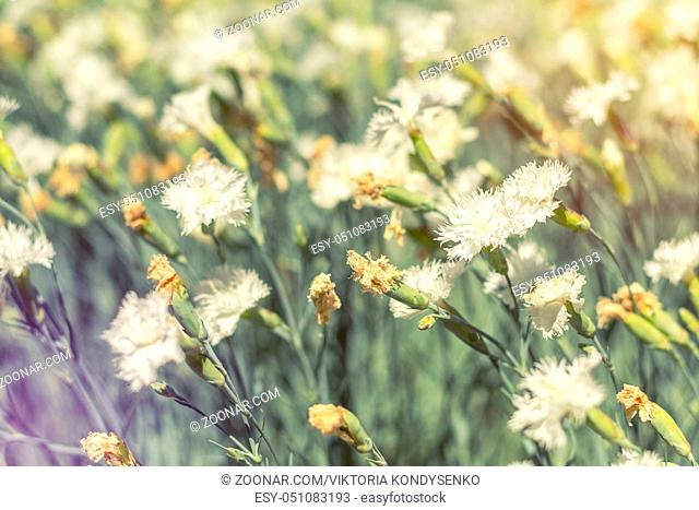 Gentle blooming little white cloves in the field on a sunny day in the summer time. Close up
