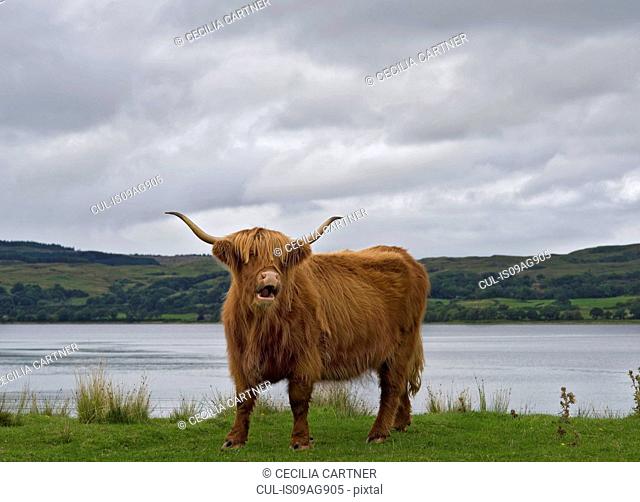 Highland Cow, Scotland