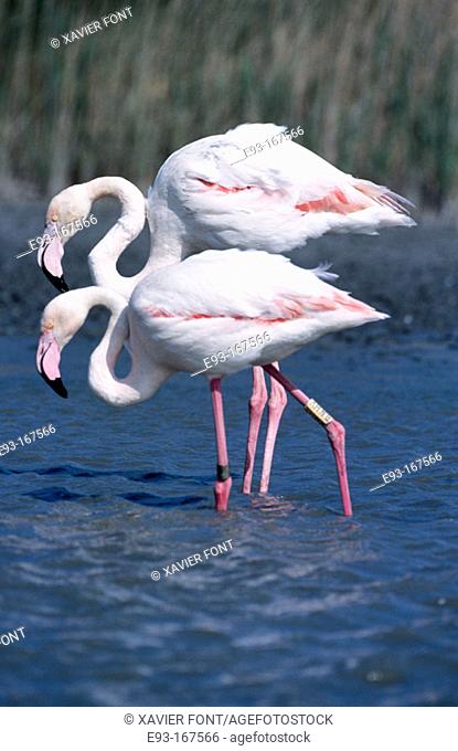 Greater Flamingos (Phoenicopterus ruber)