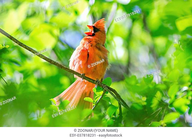 Male Northern Cardinal (Cardinalis cardinalis) north carolina bird