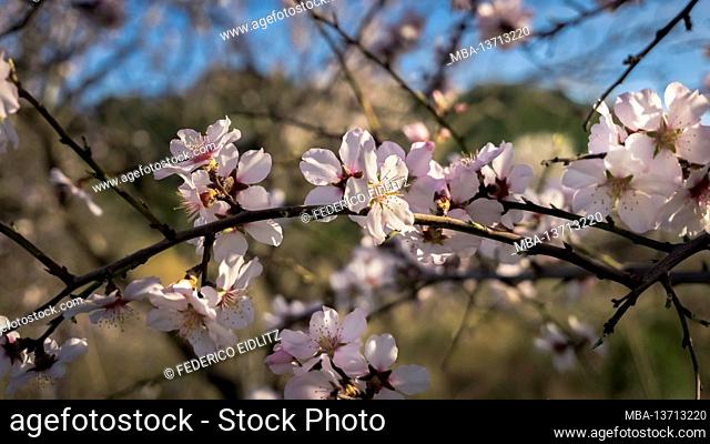 Blossoming almond tree near Gruissan in winter