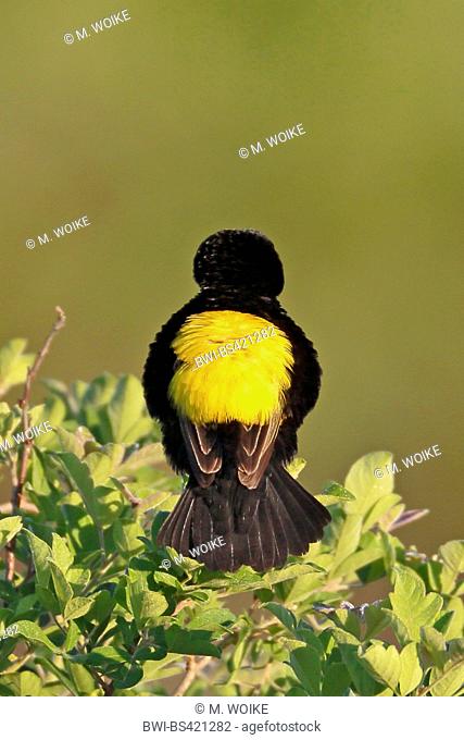 Yellow-rumped bishop (Euplectes capensis), male sits on a bush, rear view, South Africa, Western Cape, Bontebok National Park