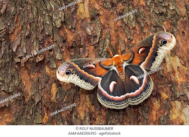 Cecropia Moth, Hyalophora cecropia, adult resting on Texas Madrone(Arbutus xalapensis) bark, Uvalde County, Hill Country, Texas, USA, April 2006