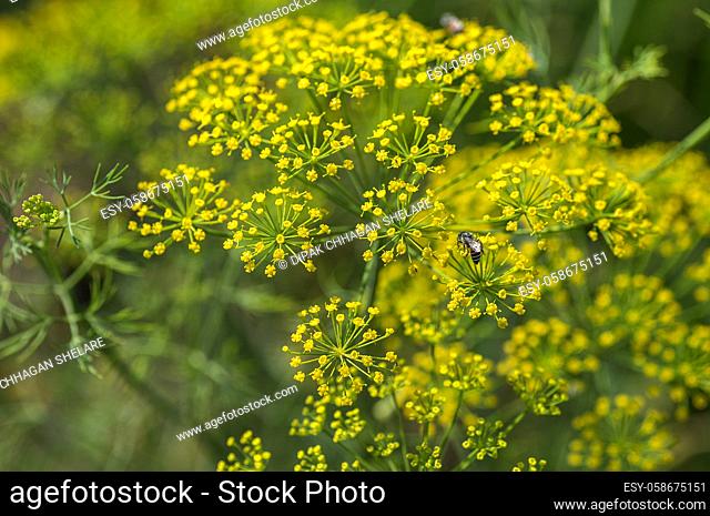 Flower of green dill (Anethum graveolens) grow in agricultural field