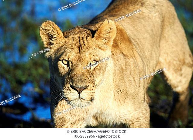 Portrait of African lioness (Panthera leo) Duba Plains concession, Okavango Delta, Botswana