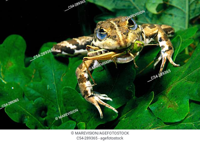 Frog (Rana perezi) devouring grasshopper