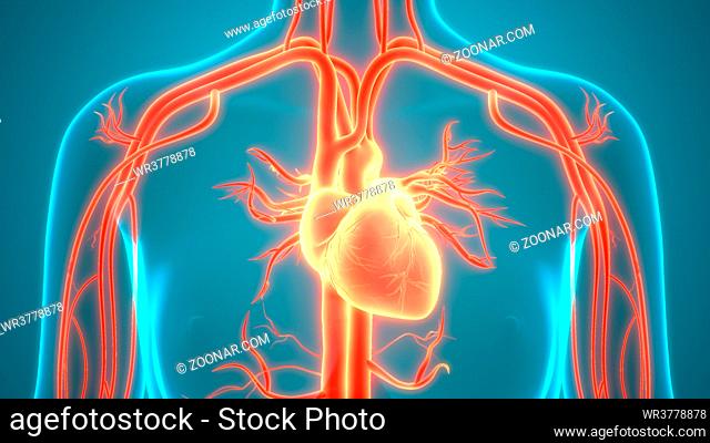 3D Illustration Concept of Human Internal Organs Circulatory System Heart Anatomy