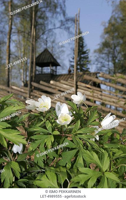 Wood anemones Anemone nemorosa, Eastern Finland  Joensuu