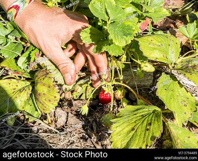 Picking of strawberry 'Cirafine'