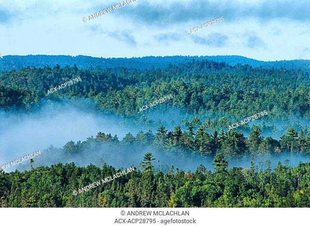 Aerial view of old growth forest and mist rising in Ontario's Temagami Region