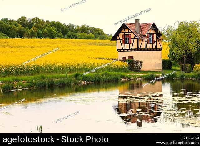 Small half-timbered house surrounded by flowering rape fields, Bamberg, Upper Franconia, Germany, Europe