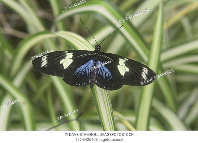 Cydno longwing butterfly (Heliconius cydno), Mindo, Ecuador