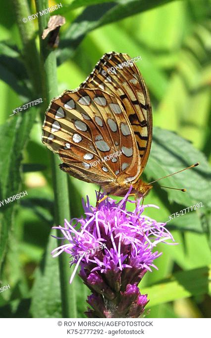 Great Spangled fritillary butterfly