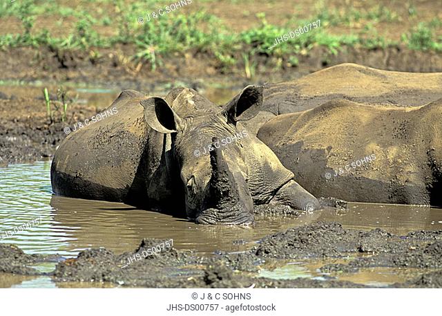 White RhinocerosSquare lipped Rhinoceros Ceratotherium simum Mkuzi Game Reserve South Africa Africa
