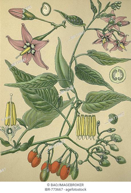 Bittersweet (Solanum dulcamara) aka Bitter Nightshade, Blue Bindweed, Climbing Nightshade or Fellenwort, medicinal plant