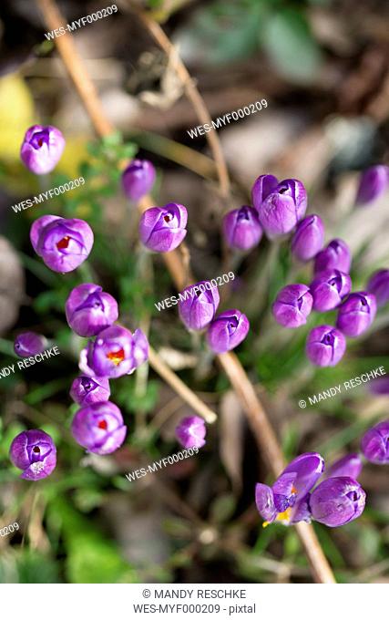 Germany, purple Crocus in garden