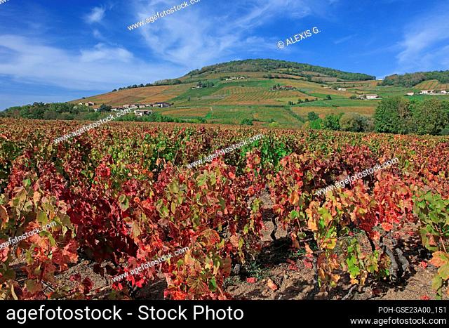 France, Rhône (69), Saint-Lager, le Mont-Brouilly et le vignoble du Beaujolais, grand cru AOC, les vignes en automne / France, Rhône Saint-Lager