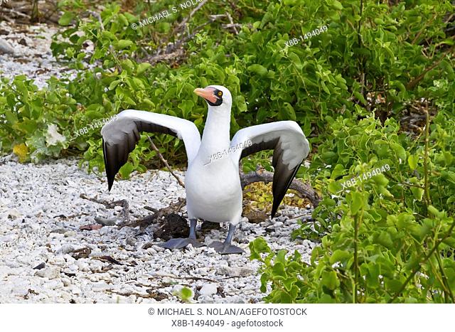 Adult Nazca booby Sula grantii stretching its wings for flight in the Galapagos Island Archipelago, Ecuador  MORE INFO Nazca boobies are known for practicing...