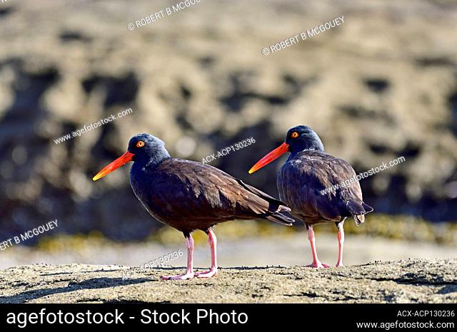 Two Black oystercatcher birds (Haematopus bachmani) foraging on a rocky beach on Vancouver Island British Columbia Canada
