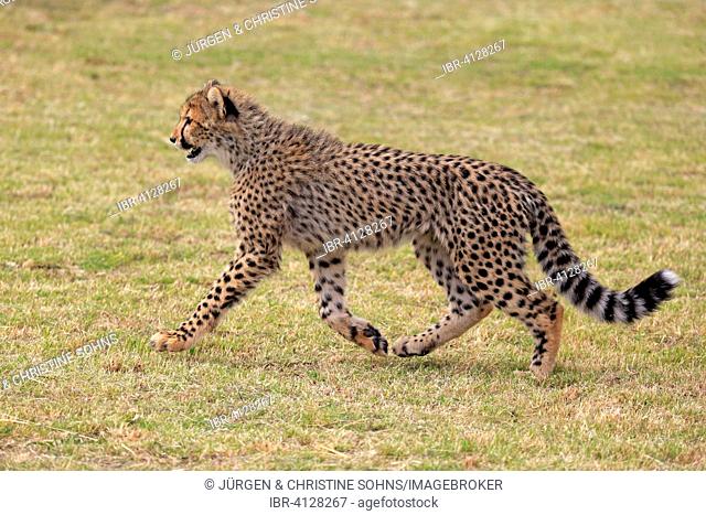 Cheetah (Acinonyx jubatus), sudadult, running, Western Cape, South Africa