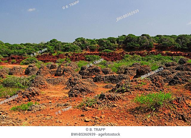 habitat of Sitana ponticeriana, Sri Lanka, Wilpattu National Park