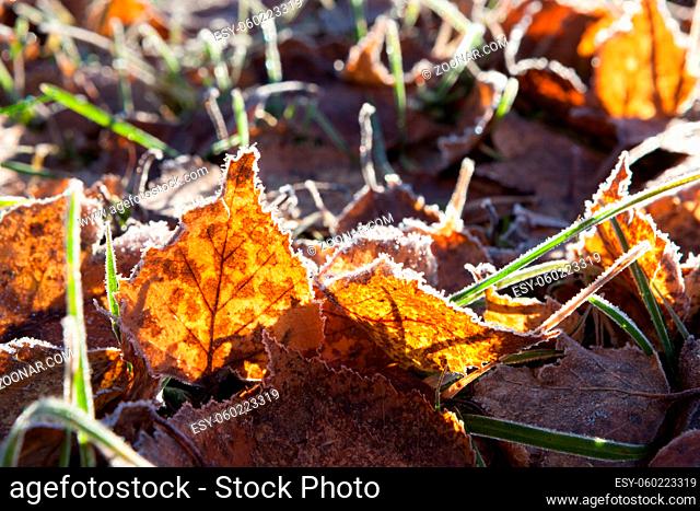 Frost birch leaves on ground at cold winter morning