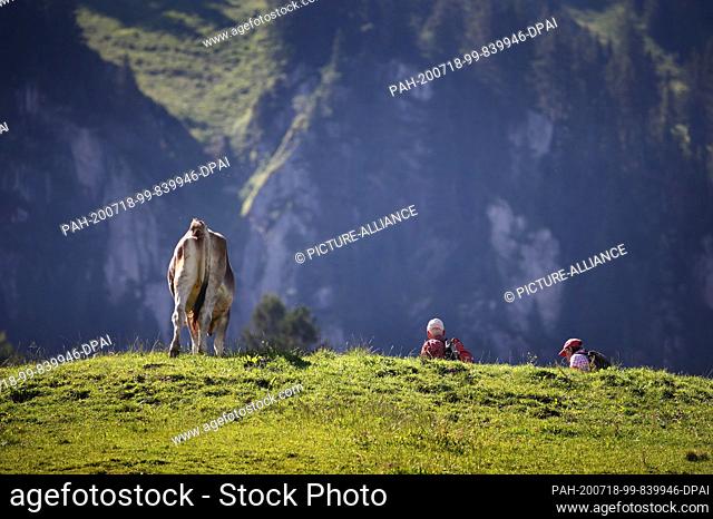 18 July 2020, Bavaria, Rettenberg: Excursionists walk along the Grünten behind a grazing cow in the sunshine. Photo: Karl-Josef Hildenbrand/dpa