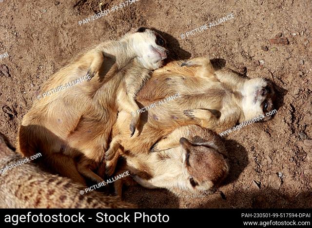 01 May 2023, Saxony-Anhalt, Aschersleben: Meerkats enjoying the sunny weather in their enclosure at Aschersleben Zoo. For the 50th anniversary at the...