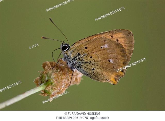 Scarce Copper butterfly