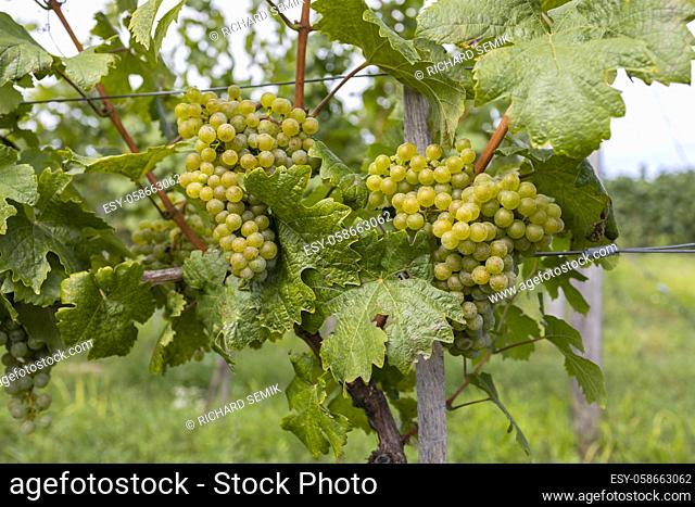 Ripening grapes in Batorove Kosihy, Slovakia