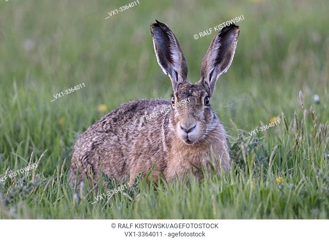 Brown Hare / European Hare / Feldhase ( Lepus europaeus ) sitting, lying in a vernal meadow, looks surprised, funny, wildlife, Europe