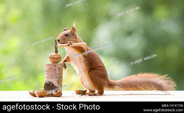 red squirrel holds an hammer and an walnut