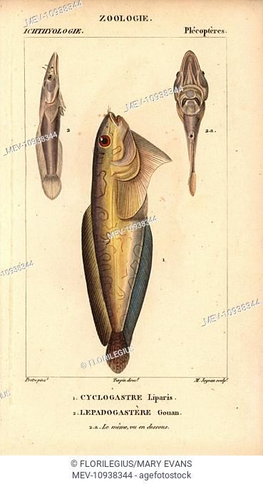 Snailfish, Cyclogasterus liparis, and clingfish, Lepadogaster lepadogaster. . Handcolored copperplate stipple engraving from Jussieu's Dictionnaire des Sciences...