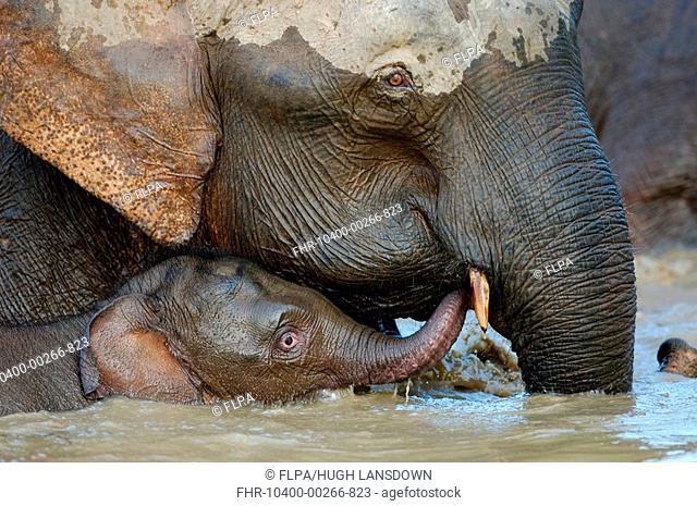 Bornean Elephant Elephas maximus borneensis mother and baby, bathing in rainforest river, Kinabatangan River, Sukau, Sabah, Borneo, Malaysia