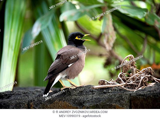 Common Myna adult sings while sitting on a basalt garden wall grounds of Le Prince Maurice resort near Poste de Flacq East of Mauritius